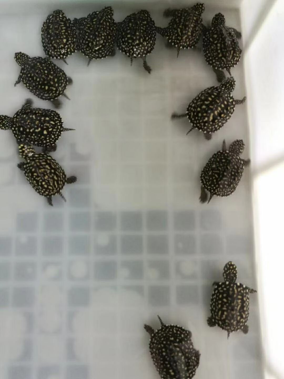 正宗斑點烏龜外池龜滿天星龜星點龜深水龜寵物飼料 3-4cm 一個【圖片