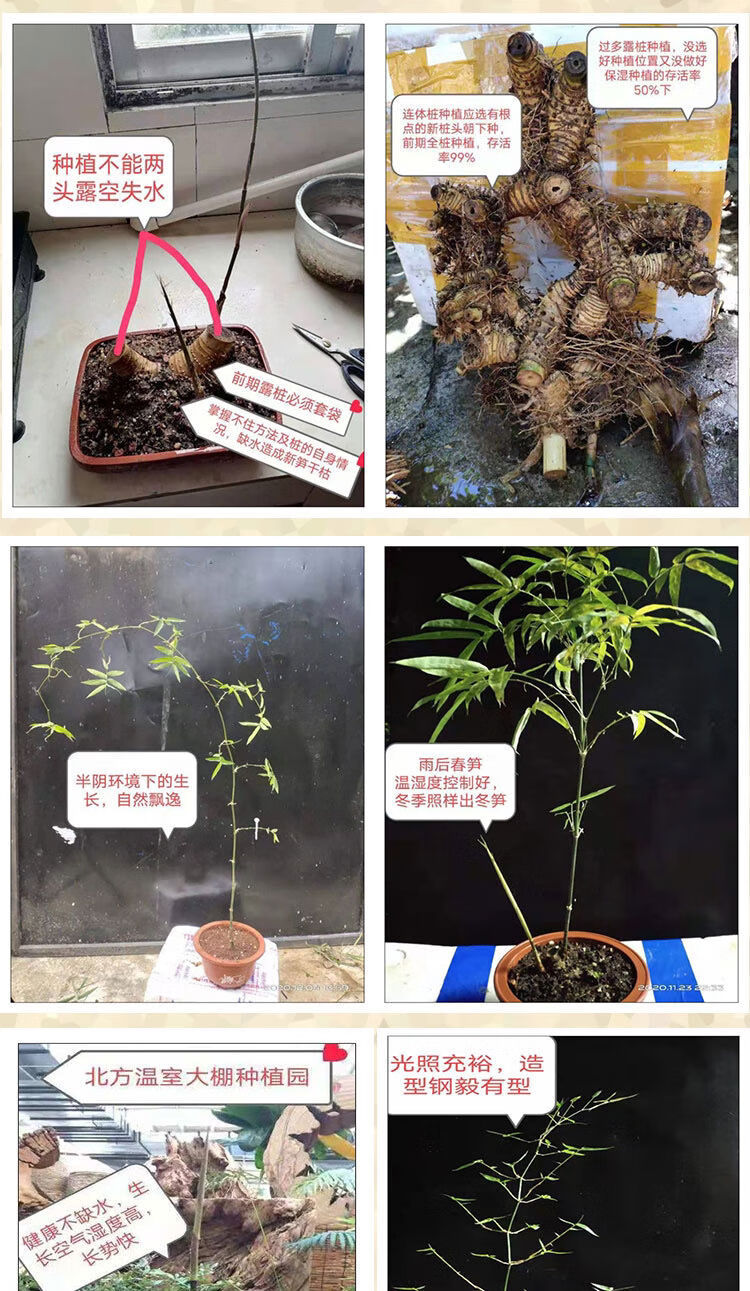 瀾墨小葉簕竹桌面綠植文藝擺件禪意盆栽老樁室內外書房