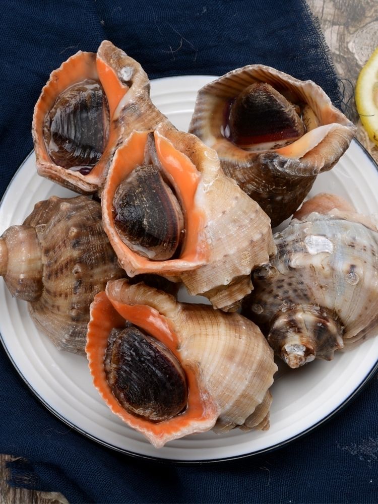 官井一号 大海螺精选当天海螺海鲜水产个头大肥度高 4-5个/1斤(中大号