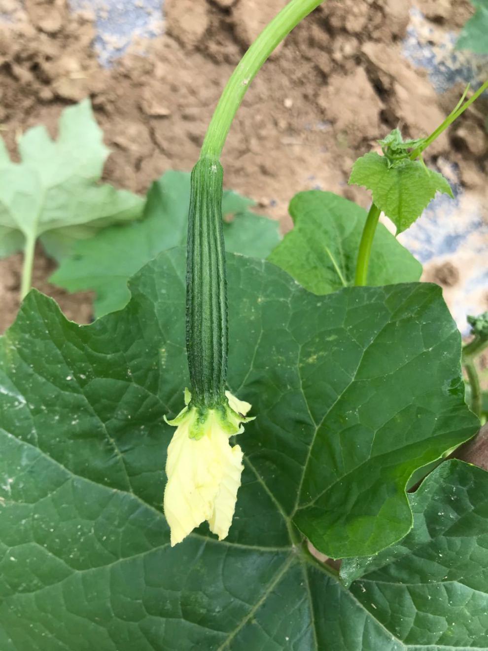 广东农家自种新鲜丝瓜3斤应季蔬菜八角丝瓜八棱丝瓜现摘现发53斤