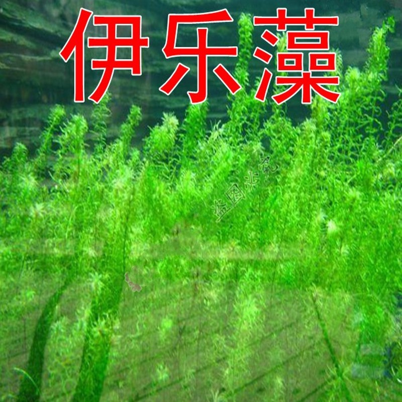 水草種子/水花生/水葫蘆/輪葉黑藻/伊樂藻/苦草/菹草/狐尾藻/金魚