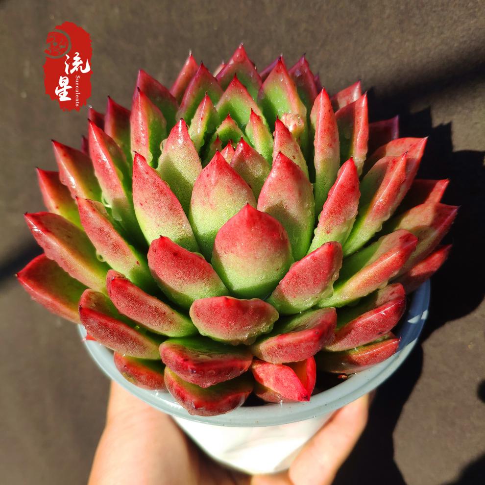 红腊东云老桩多肉植物组合盆栽大株越晒越红东云系萌肉肉 红腊东云