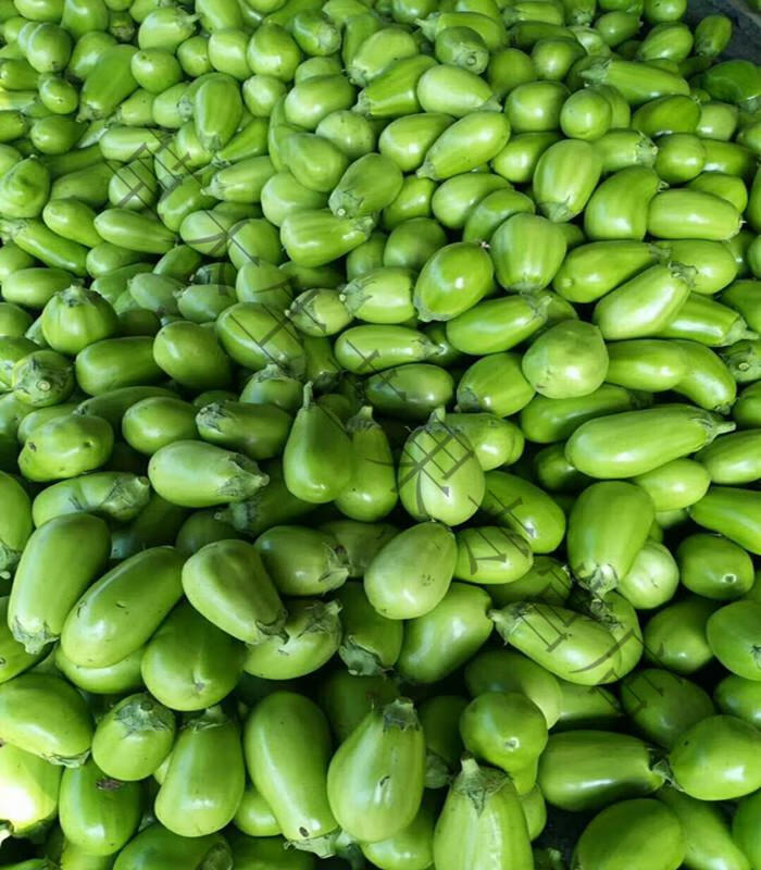 新鲜圆茄子绿茄子河南特产绿皮茄子蔬菜农家自种青茄子5斤