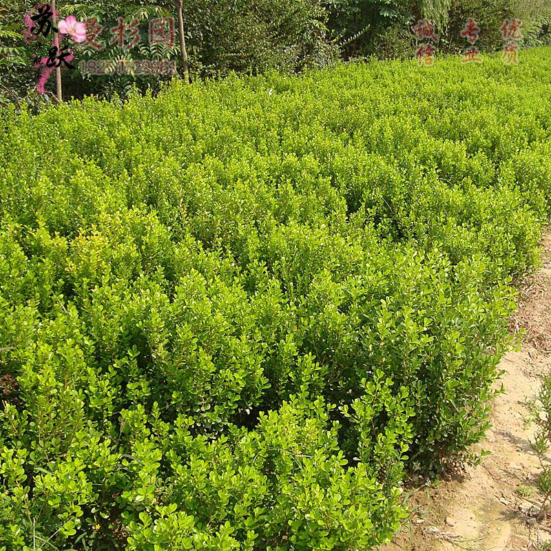 小叶瓜子黄杨树苗 小苗四季常青耐阴常绿庭院绿篱独杆老桩风景树 50