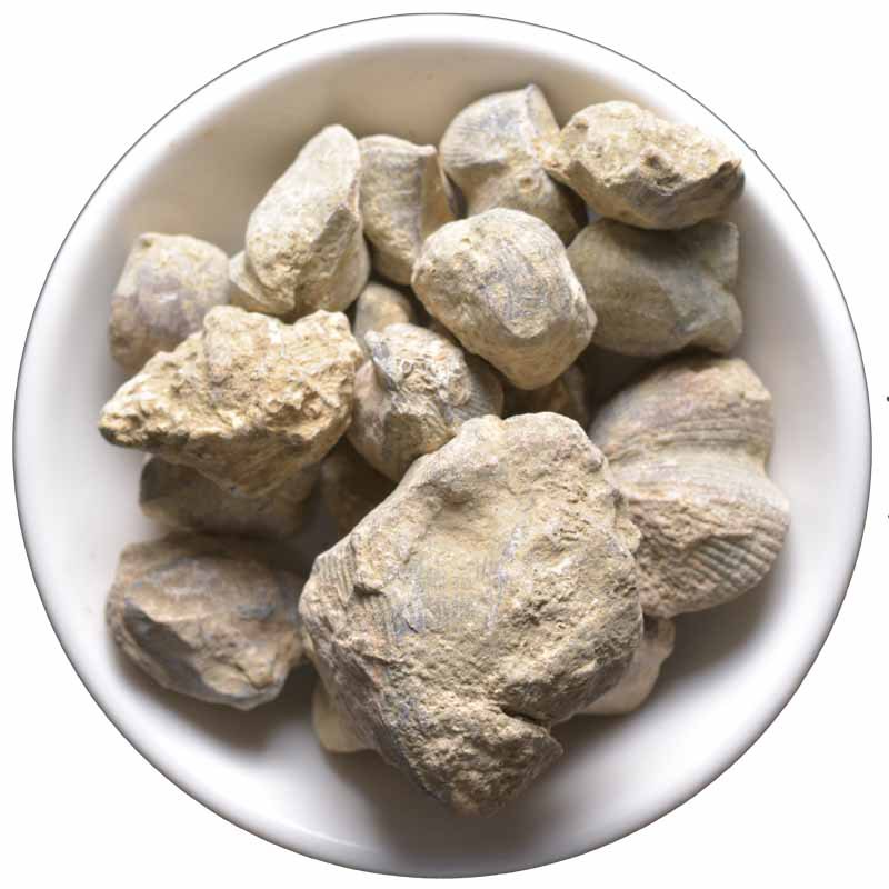 石燕500克燕石子石燕子水飞石大石燕水飞石燕石燕