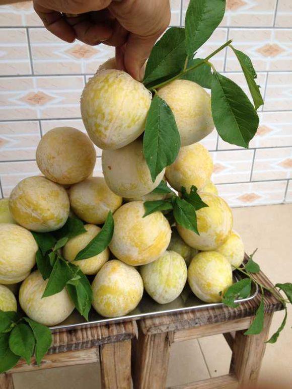 乐昌九峰山黄金奈李5斤 韶关特产恐龙蛋黄金李子广东新鲜应季水果【多