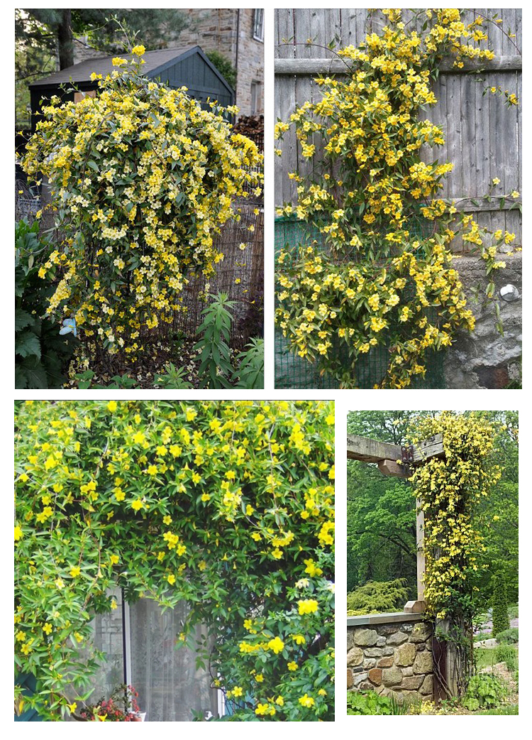 藤盆栽万里飘香藤四季花室内外花苗风车茉莉爬藤植物花卉白色茉莉开花