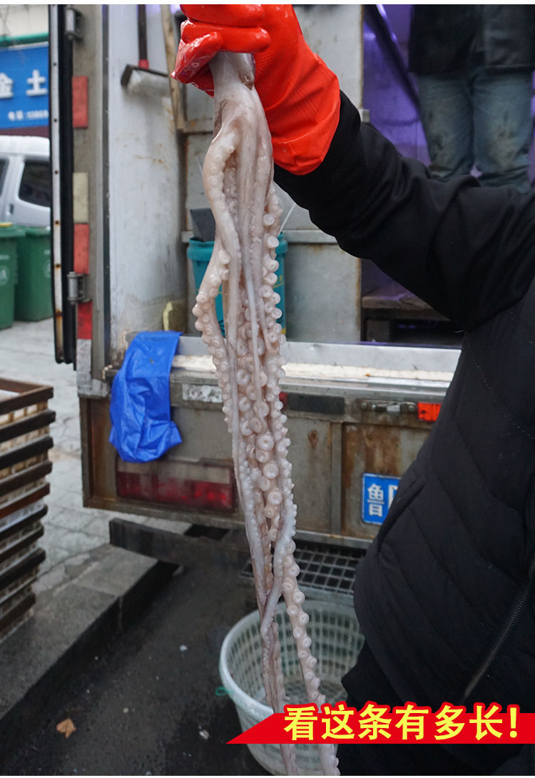 长腿八爪鱼鲜活超大一海鲜水产箱巨型芥末八抓鱼大爆头6斤放冰箱随时