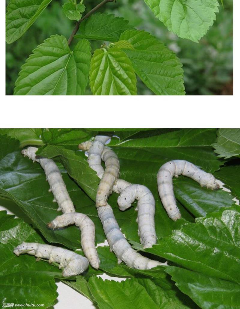 新款喂蚕的桑叶 新鲜桑叶河南现摘嫩桑叶蚕宝宝桑叶蚕饲料喂蚕拍下现