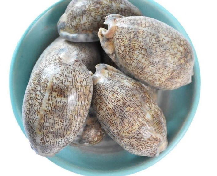 紫贝齿一斤半斤多规格紫贝文贝紫贝子南蛇牙齿奇草中药材店铺紫贝齿