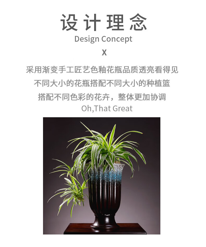 水培金边吊兰植物盆栽水养大盆花卉粉掌室内小叶榆树提根盆景老桩