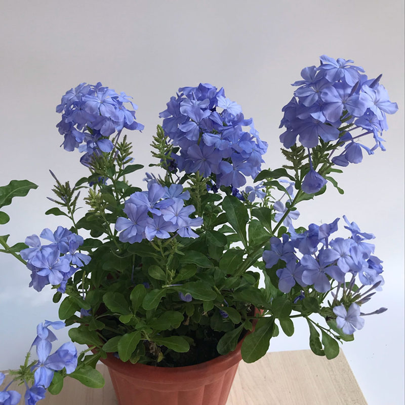 蓝雪花 蓝雪花盆栽花卉攀爬藤本植物庭院花园植物阳台观花绿植多年生