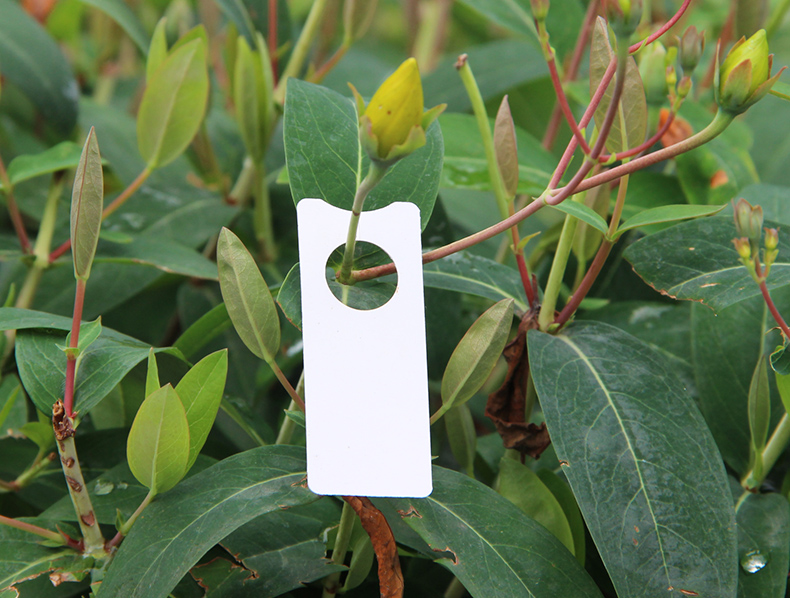 花姬葡萄记号牌葡萄标记卡瓜果标记牌西瓜标记牌甜瓜分批色卡绿色1000