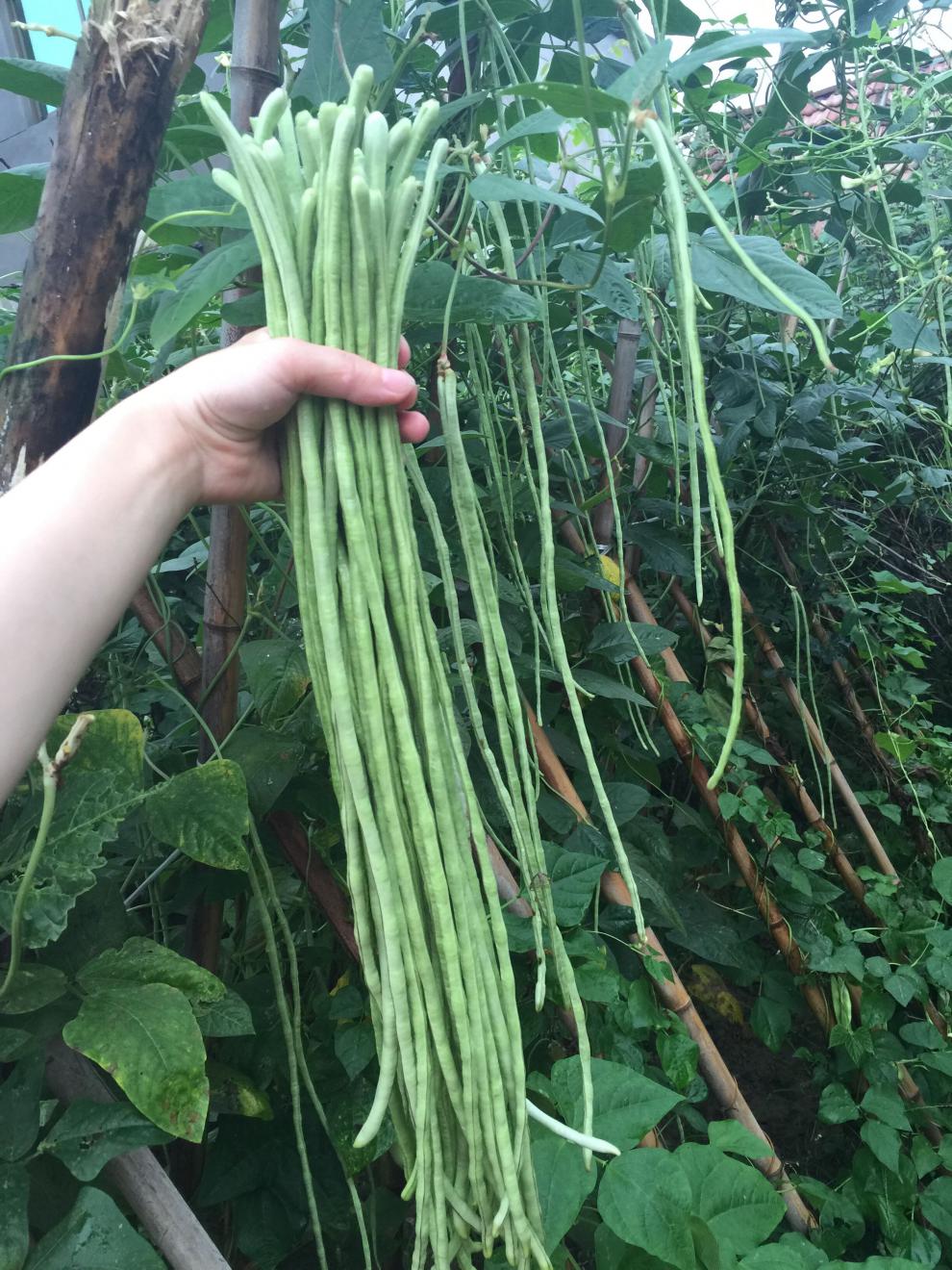 春夏秋冬季四季特长豇豆角种子种籽高产无架豆角种绿芸豆大田蔬菜