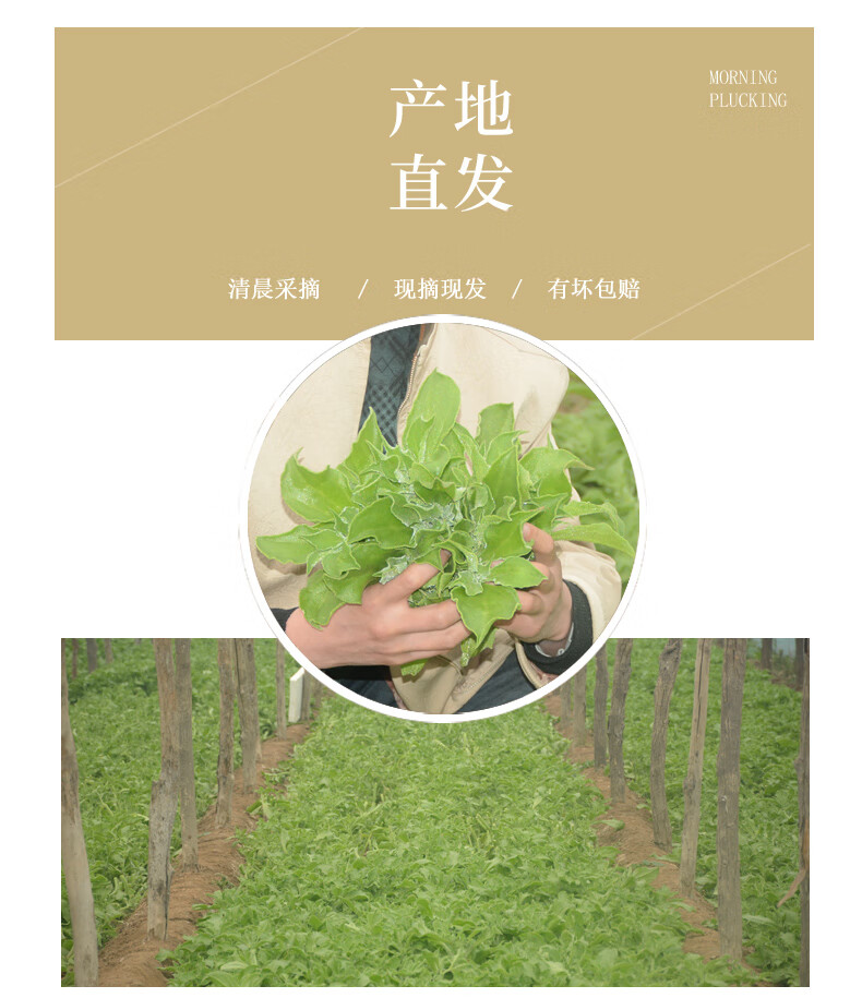 冰草烹饪建议:火锅包装形式:简装净重:200g以下商品产地:中国大陆商品