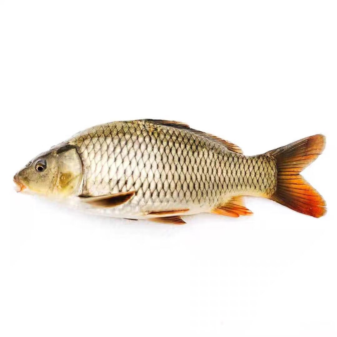 荣郁花鲢鱼苗大头鱼苗鲢鳙四大家鱼活体鱼苗淡水鱼塘养殖胖头鱼苗包活