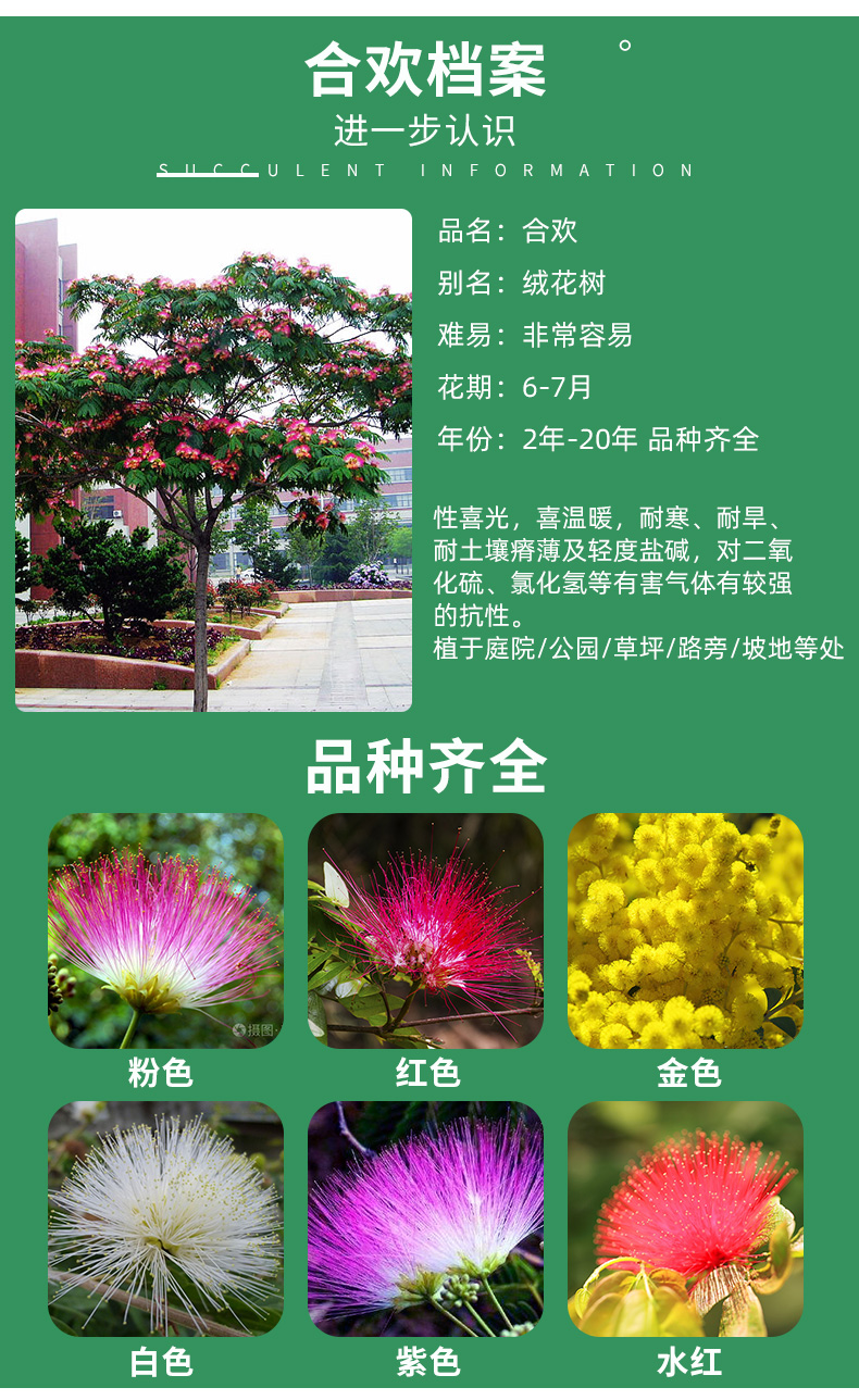 合欢花树苗金合欢树银叶绒花庭院芙蓉花盆栽别墅绿化苗木花卉植物