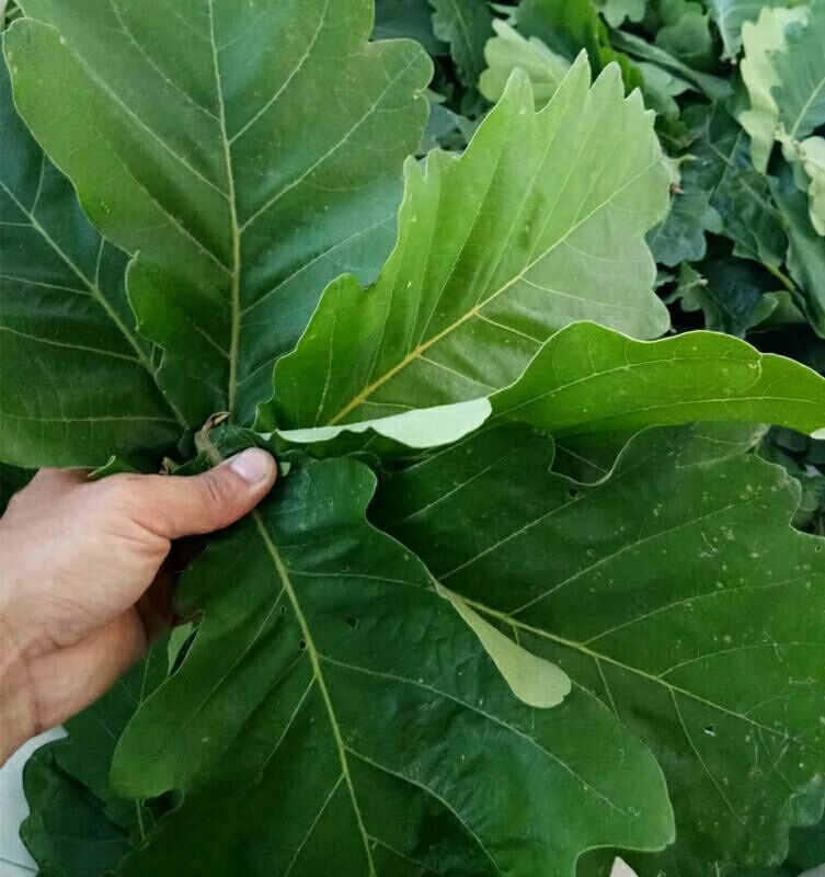 鲜摘胡叶大槲叶菠萝叶榨树叶玻璃叶包粽子现摘桲椤叶饼200片干叶