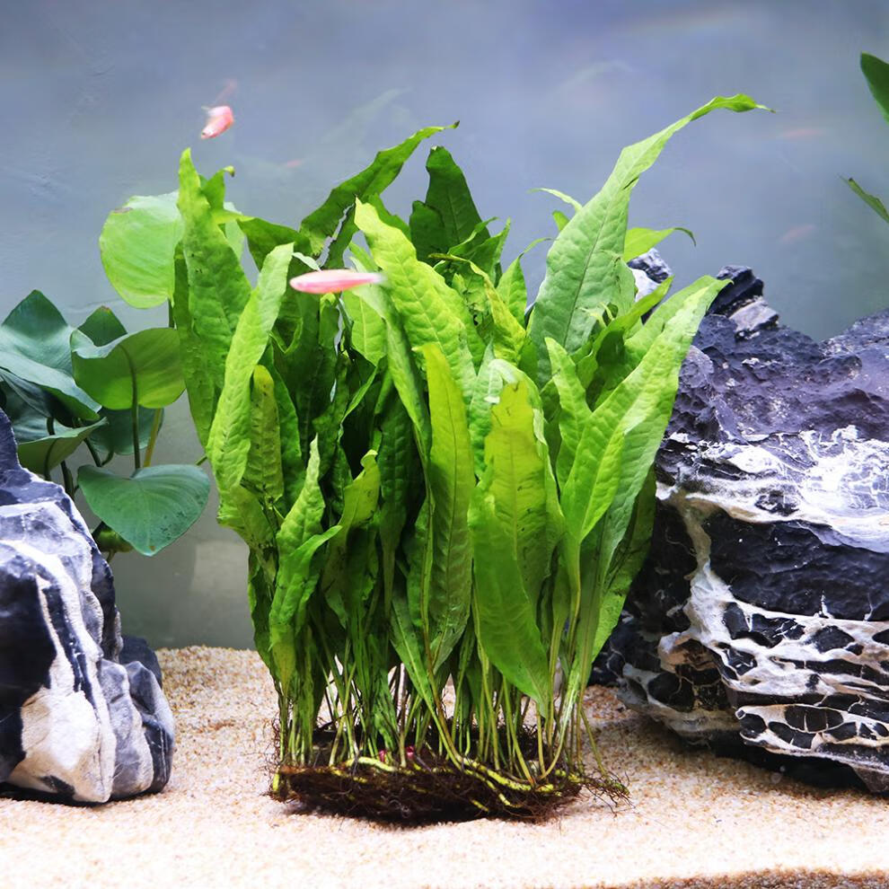 唐宠 丹麦细叶铁皇冠草中后景草懒人水草鹿角铁带底座水草活体 特大号