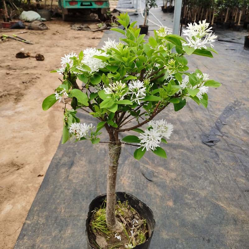 流苏树苗 庭院植物流苏树苗嫁接雪罗盆栽 桂花树苗 油根子树苗嫁接