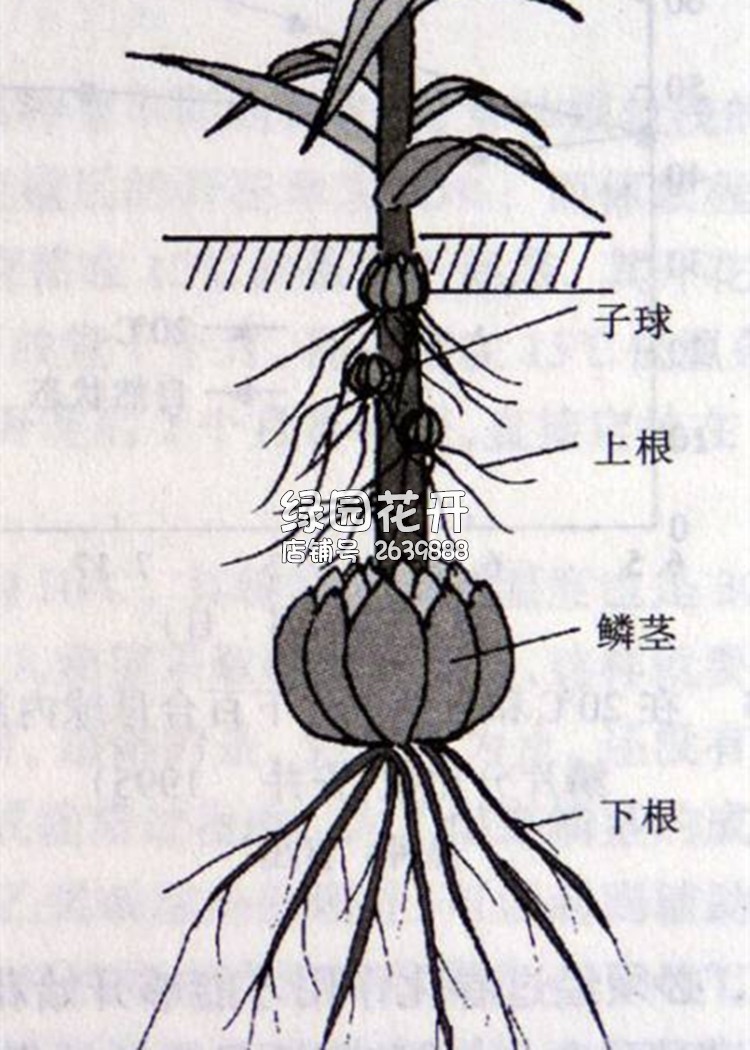 3件百合种球香水百合花球la百合球庭院阳台盆栽四季宿根 红色 姬瓦15
