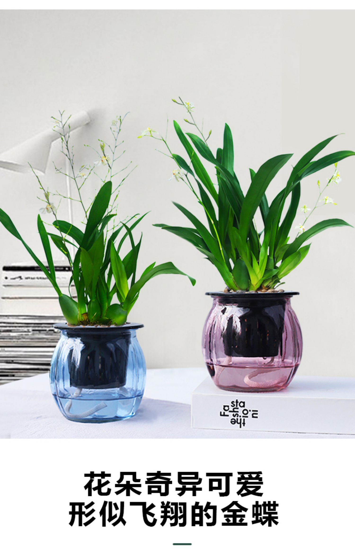 心头肉文心兰梦香盆栽玻璃水培绿植室内耐阴植物开花盆栽带香味小植物