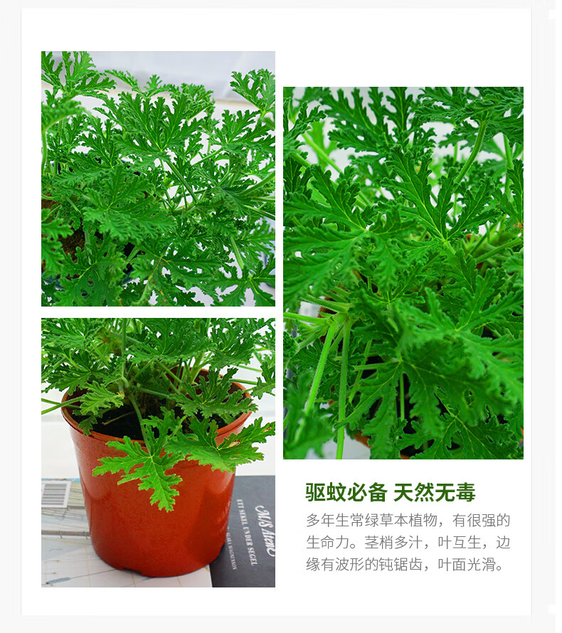 夏季驱虫驱蚊植物四季薄荷盆景树桩室内驱蚊草清香木浓香型好养花卉