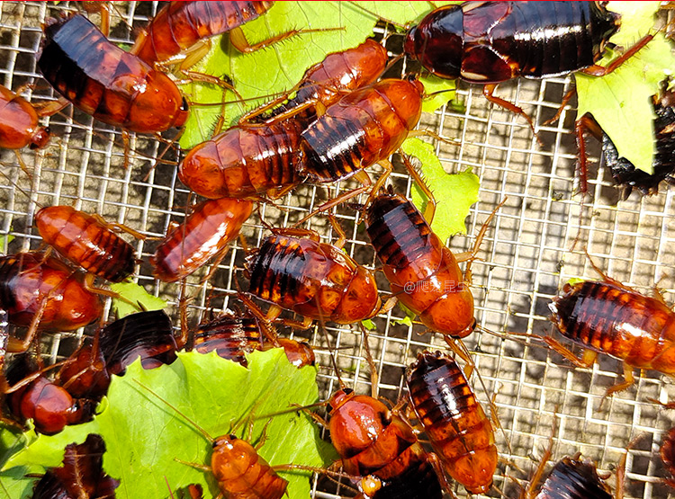工匠头樱桃红蟑螂樱桃蟑螂爬宠昆虫活饵饲料0205cm收藏订阅到手60只