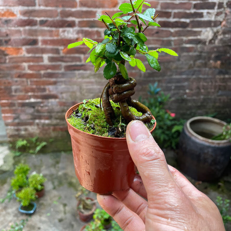 小叶榆树盆景提根微盆栽植物办公室掌上盆景 榆树提根舍利根1棵(有