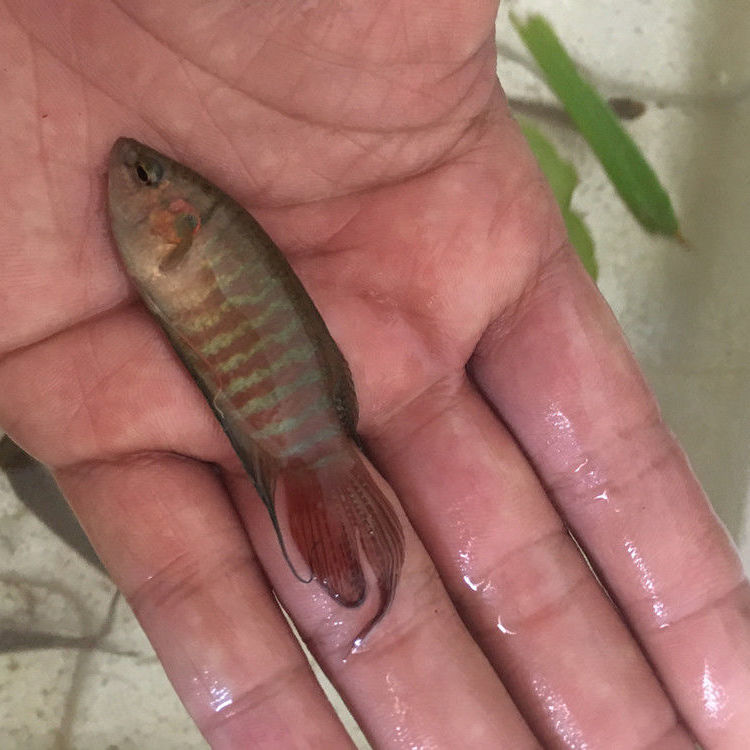 中國鬥魚活體野生普叉魚苗淡水觀賞魚旁皮婆花手巾冷水魚好養活魚45cm