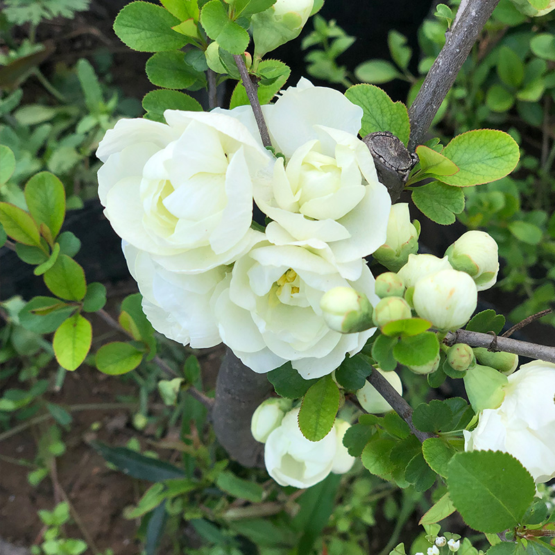 绿海棠植物 绿宝石花卉 银长寿耐寒树苗年宵花卉 绿宝石海棠4年 不含