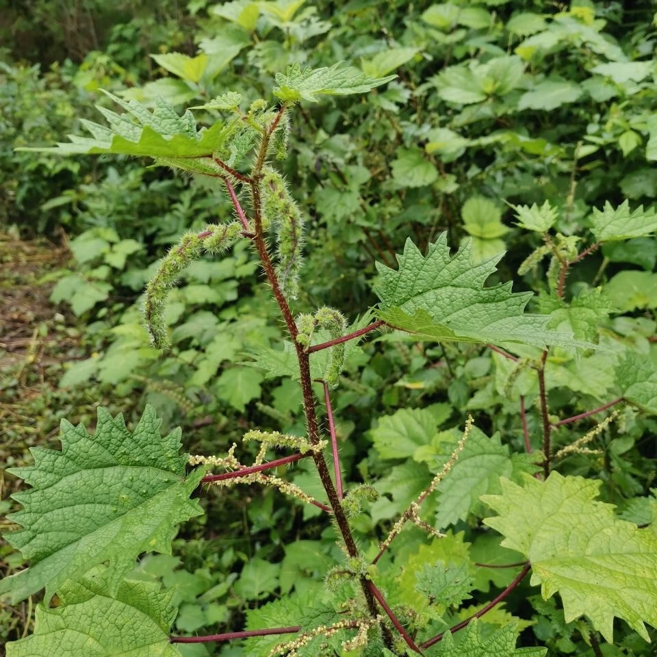 新鲜野生红杆荨麻草四川红活麻红霍麻草咬人草红豁麻绿杆荨麻草 干货