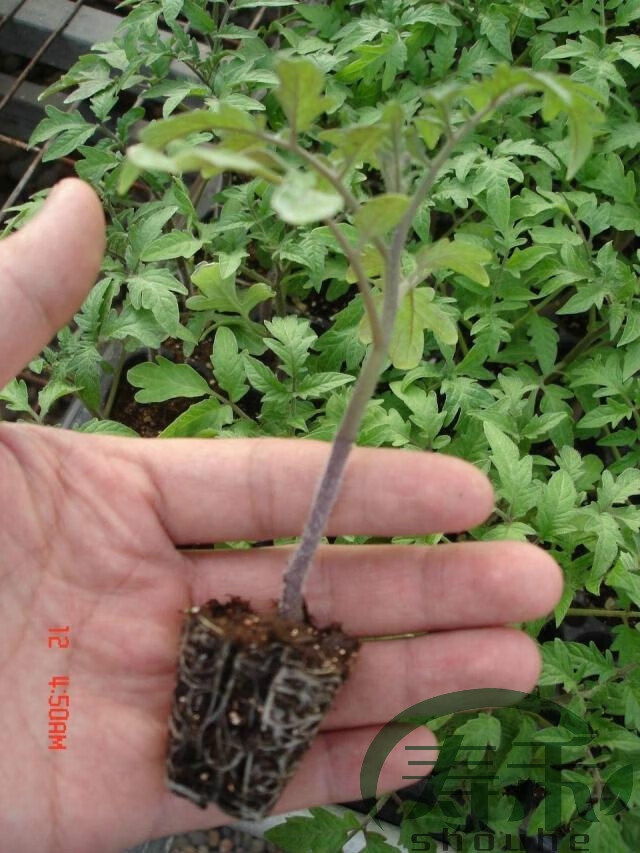 黑盾黑番茄种子苗黑色樱桃小西红柿阳台盆栽蔬菜种籽种苗圣女果苗 黑