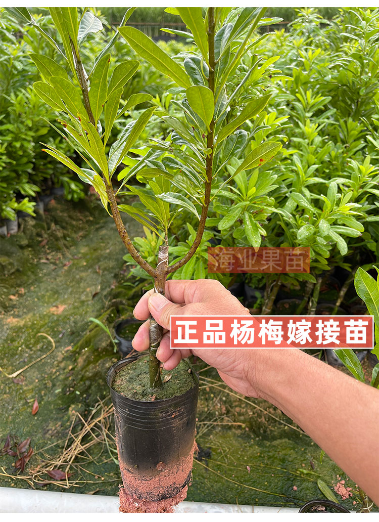 楊梅樹苗嫁接特大東魁黑高峰早熟楊梅苗南北方果樹苗帶土庭院 5年精品