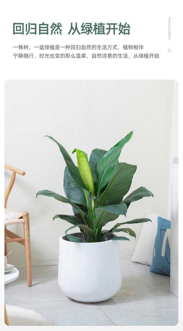 网红净化空气植物花城绿巨人常青美人蕉吸甲醛盆栽大型室内公司新屋