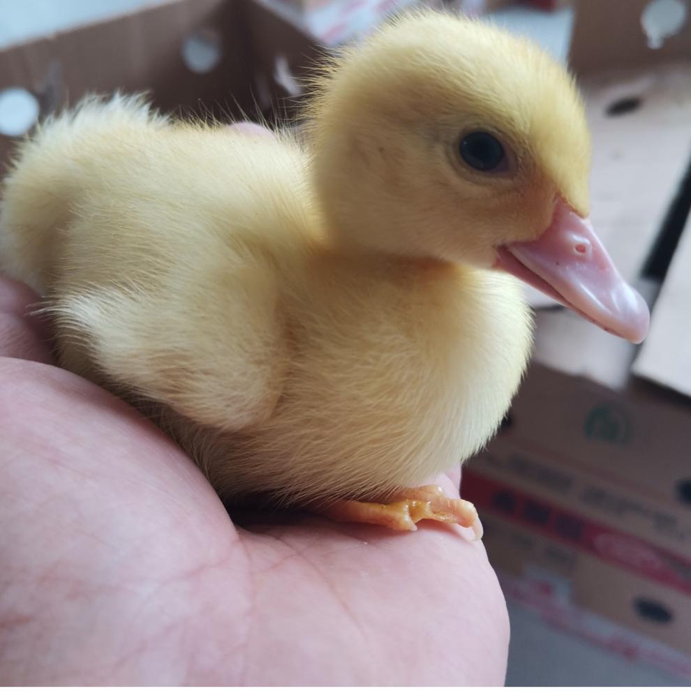荣郁 网红宠物小黄鸭苗小鸭子宠物活物小黄鸭可爱活的可爱柯尔鸭活体