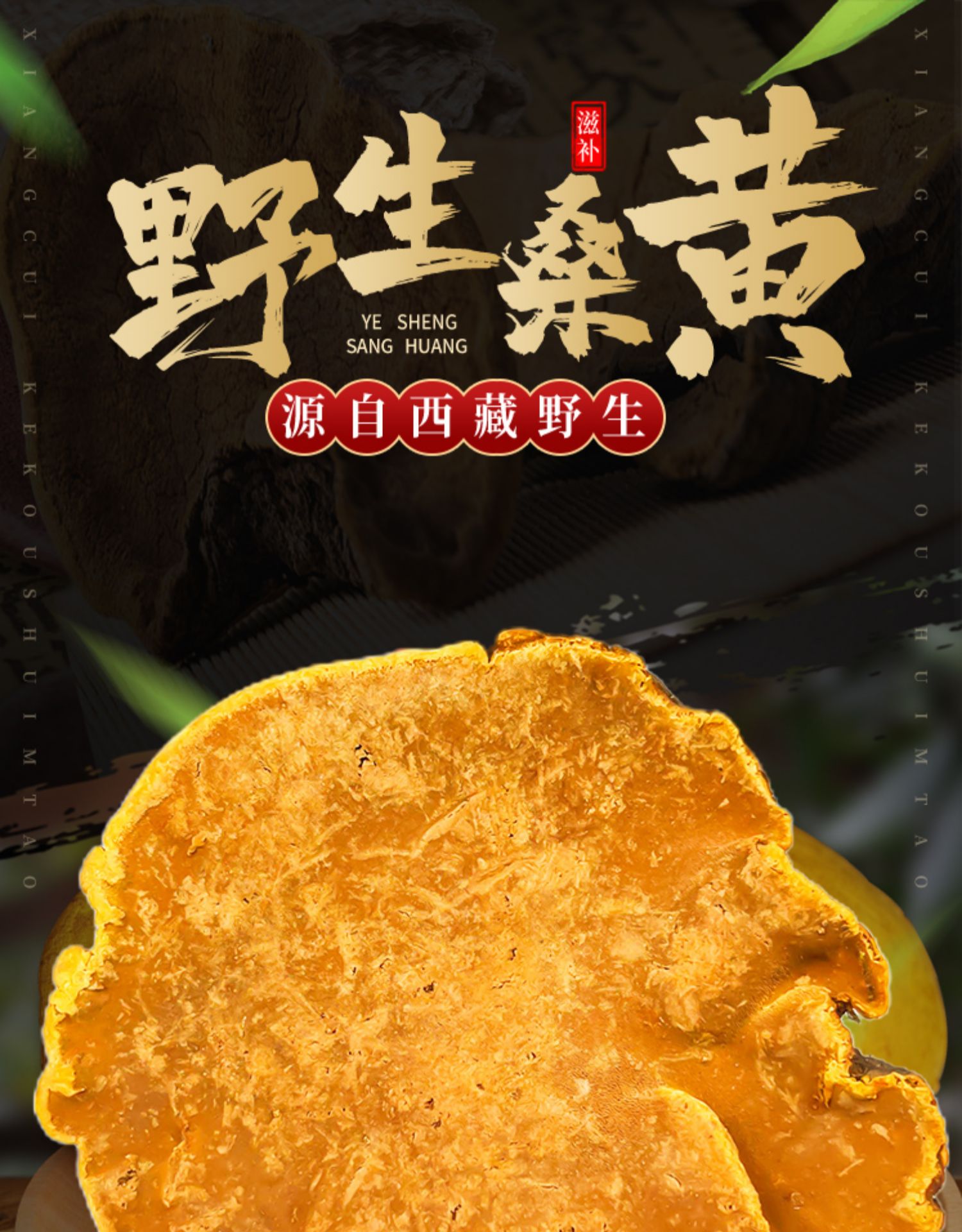 野生桑黄正宗灵芝桑树桑黄特级500g药材店直销自治区直发【图片 价格