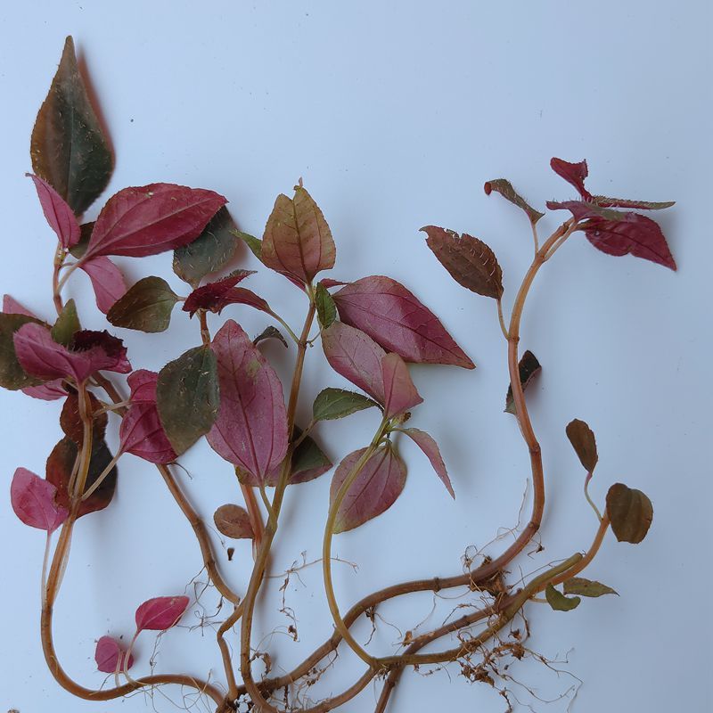 伟博福建新鲜风鼓草风柜斗草风谷草风骨草鲜品干品500克 1000克(2斤)