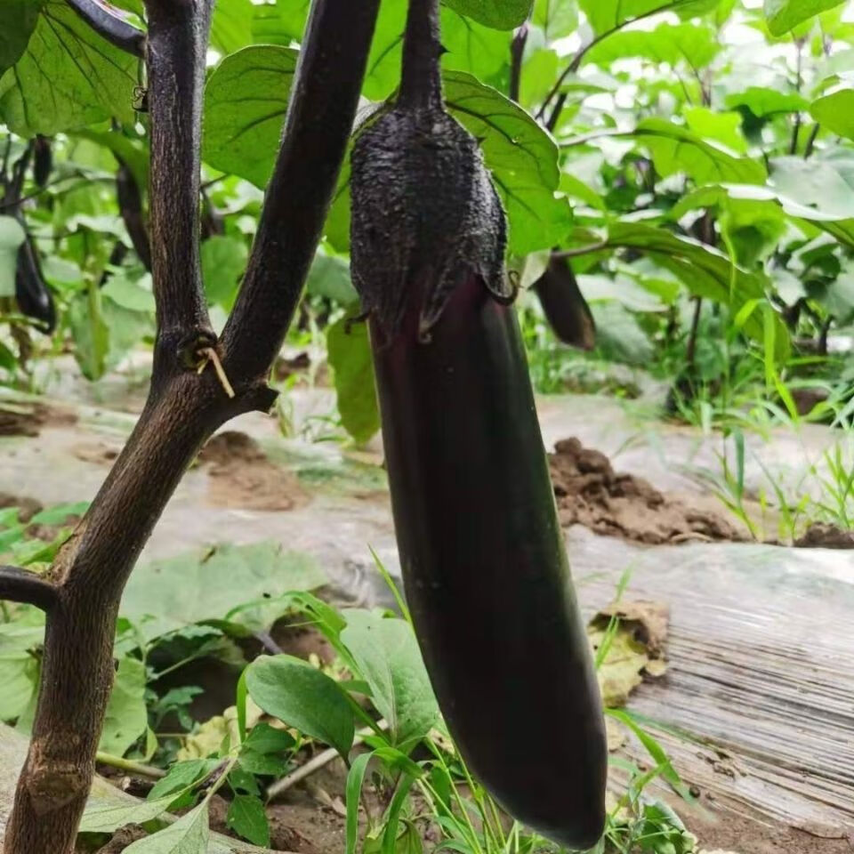 东北迷你小紫茄子水果茄子家乡老味道生吃蘸酱做蒜茄子健美菜系列东北