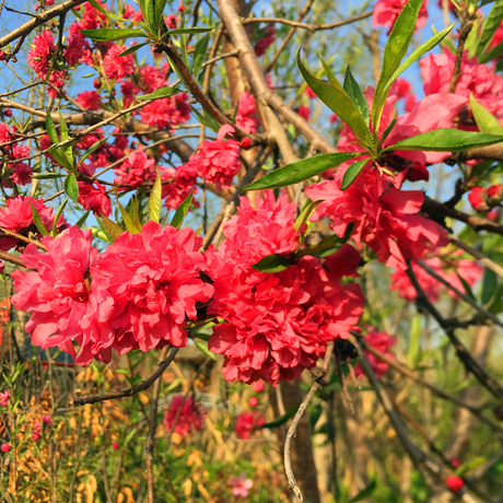 桃苗重瓣桃花寿心桃树苗盆栽 桃树苗树耐寒植物 三年苗(拍下留言花色)
