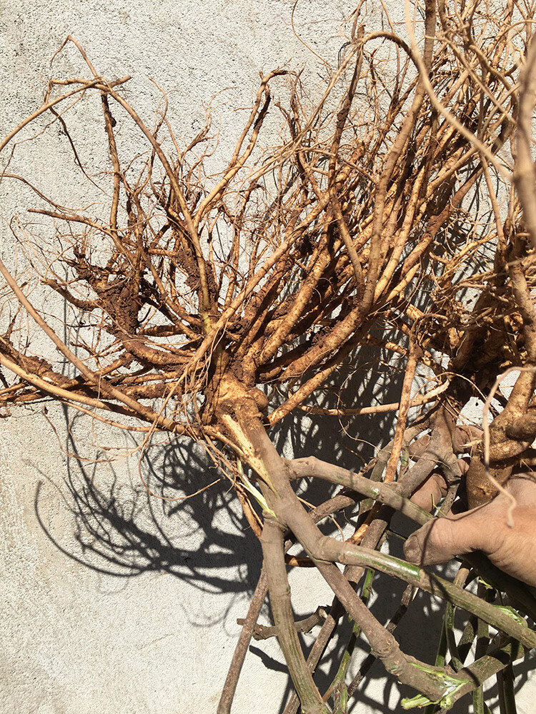 广西野生虎尾轮新鲜草药猫尾草现摘石参根煲汤料特产狐狸尾全草【图片