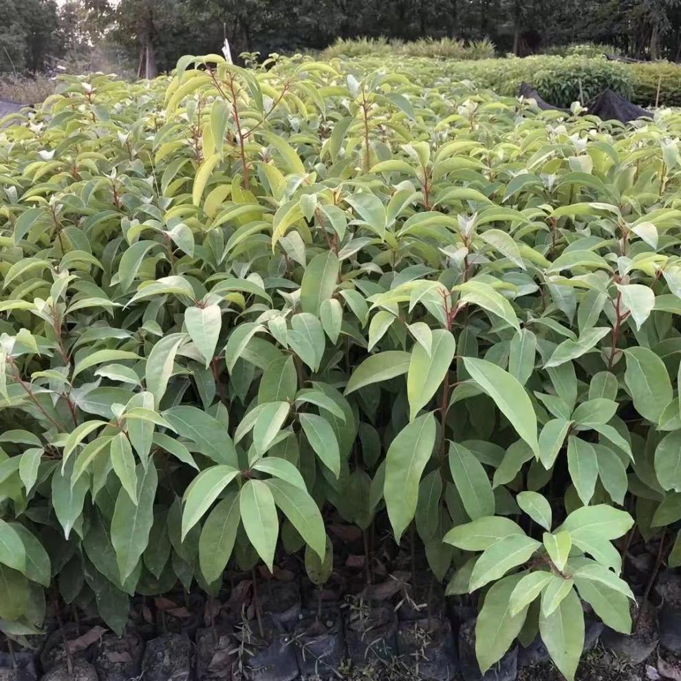 正宗奇楠沉香树苗降香海南树苗小叶紫檀金丝楠木树苗香樟树沉香2棵12