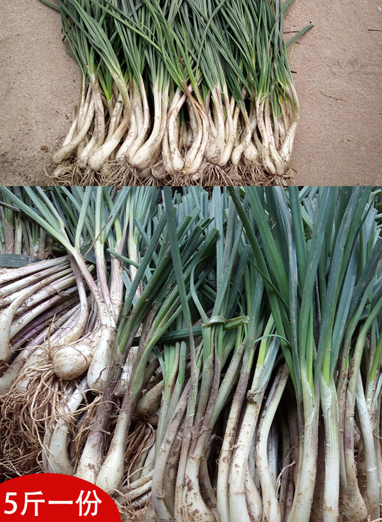 农家自种新鲜现挖茭头荞头叫头藠头薤白作泡菜蕌头子5斤3斤