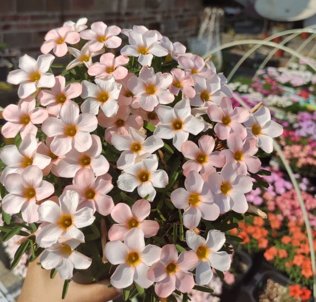 轻奢芊阙酢浆草早花系列球双色冰淇淋羞月幸运草阳台花卉寒三叶新手好