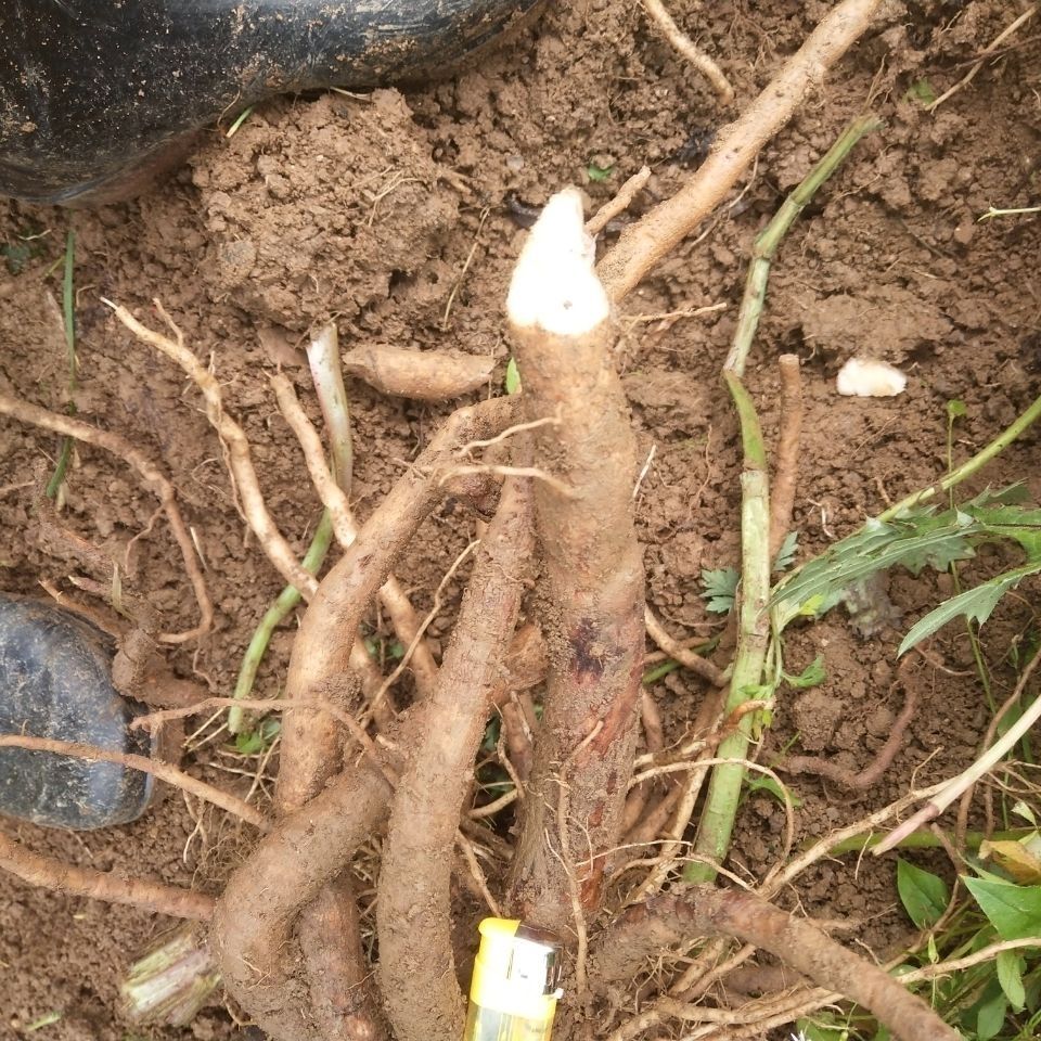 雲南純野生大薊根馬刺根刺蘿蔔惡自生自長現挖現發全場 現挖現發3斤裝