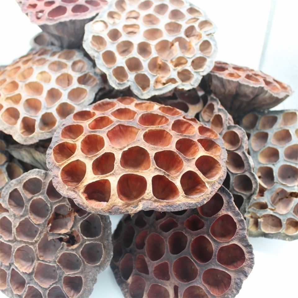 莲房中药莲子干莲蓬 莲房 老莲蓬 藕实莲蓬莲子房 莲房100克【图片