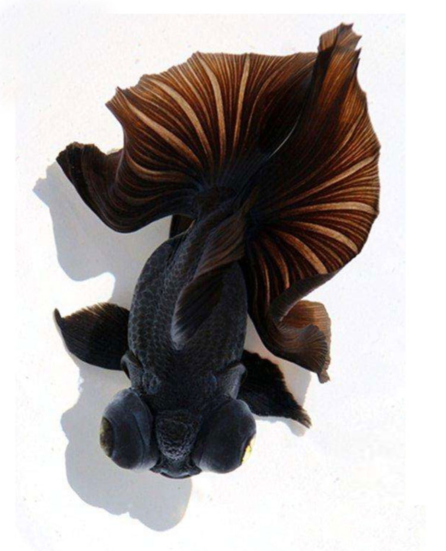 7-8cm精品白蝶尾1条【图片 价格 品牌 报价】-京东