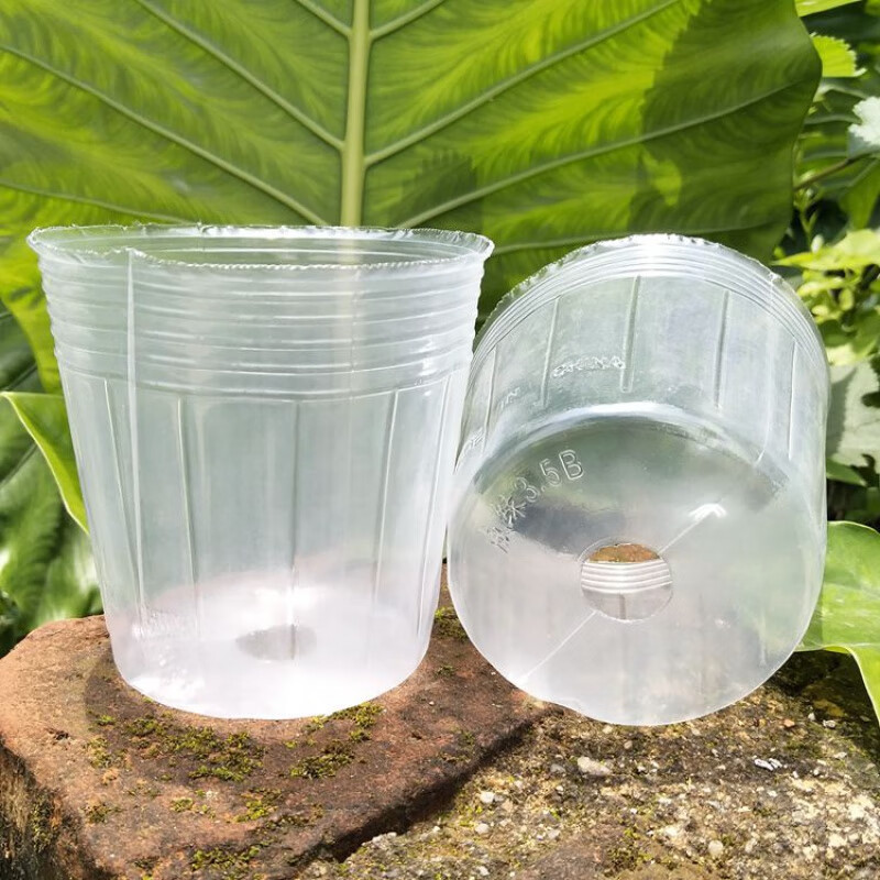 春枝韵蝴蝶兰用营养杯兰花植物栽培花盆石斛兰育苗透明塑料盆营养钵