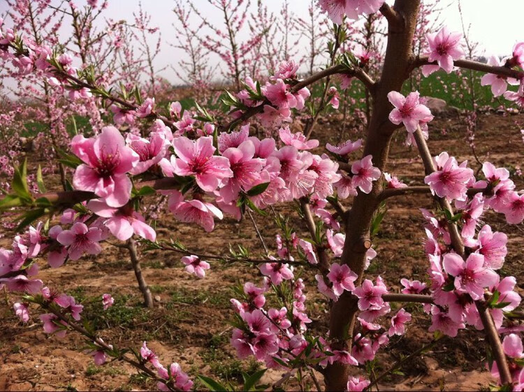 庭院观赏桃花红叶碧桃树苗紫叶碧桃苗工程绿化苗紫叶桃别墅风景树