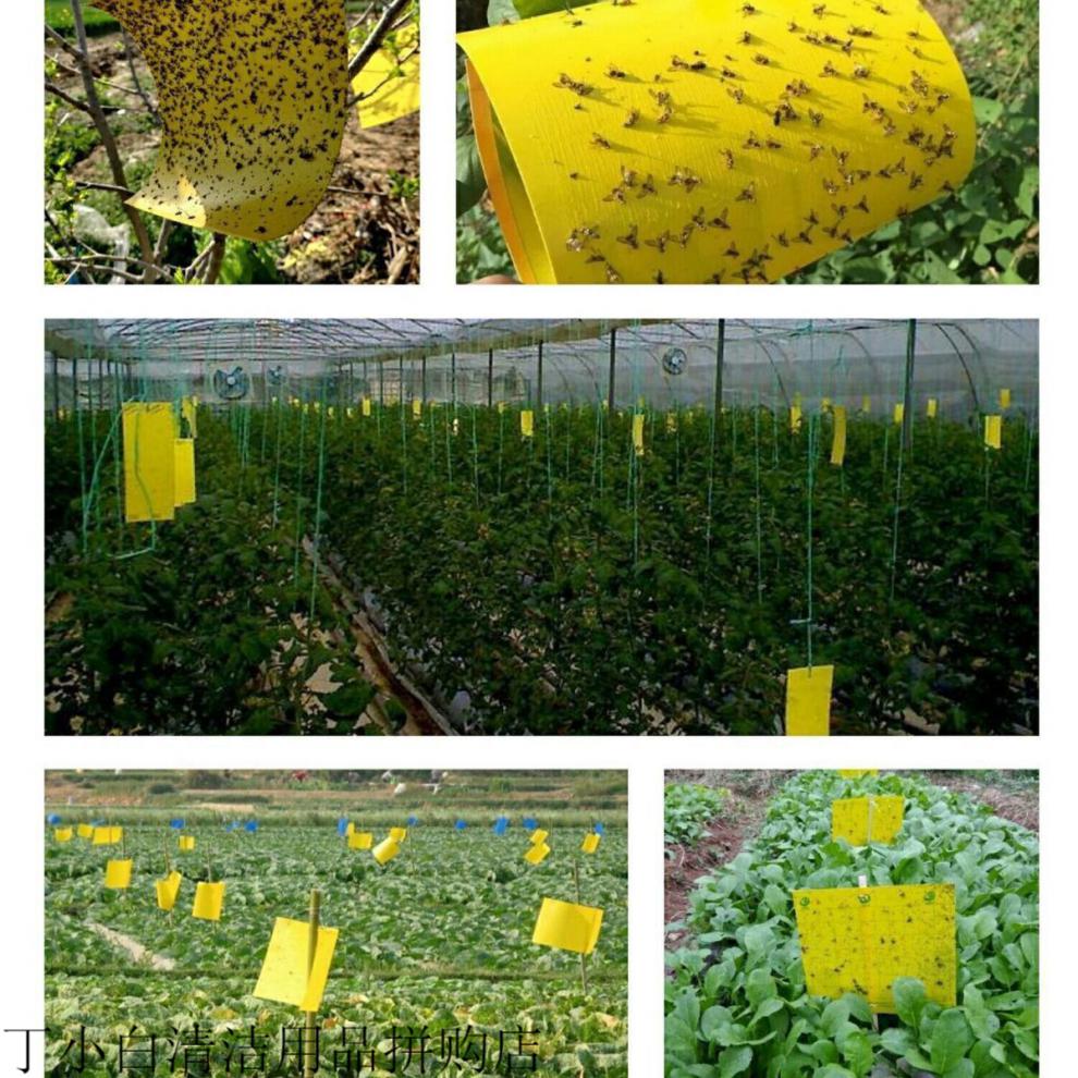 柑橘瓜果实蝇针蜂黄板双面粘虫板果园大棚胶粘板蓟马篮板引诱虫板黄板